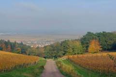 2024-10-26-Nordic-Walking-Wanderung-Pfalz-19