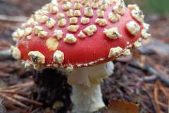 2024-10-26-Nordic-Walking-Wanderung-Pfalz-3