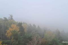 2024-10-26-Nordic-Walking-Wanderung-Pfalz-7