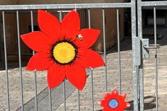 04-20250523-Waldangelloch-blueht-auf-Oeffentliche-Blumen-016