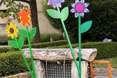 06-20250523-Waldangelloch-blueht-auf-Oeffentliche-Blumen-021