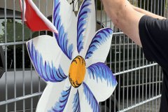 18-20250524-Waldangelloch-blueht-auf-Oeffentliche-Blumen-049