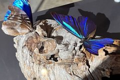 03-20260425-Freundeskreis-Pforzheim-Gasometer-Amazonien-010