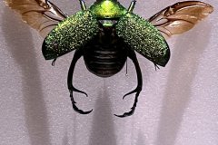 04-20260425-Freundeskreis-Pforzheim-Gasometer-Amazonien-011