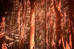 13-20260425-Freundeskreis-Pforzheim-Gasometer-Amazonien-043